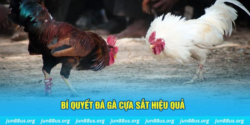 bay789 đá gà cựa dao