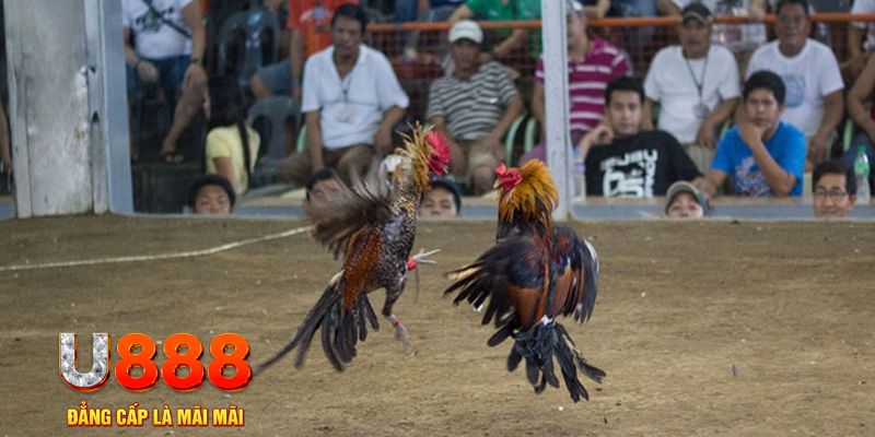 bay789 đăng nhập mậu binh online